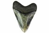 Fossil Megalodon Tooth - North Carolina #146844-2